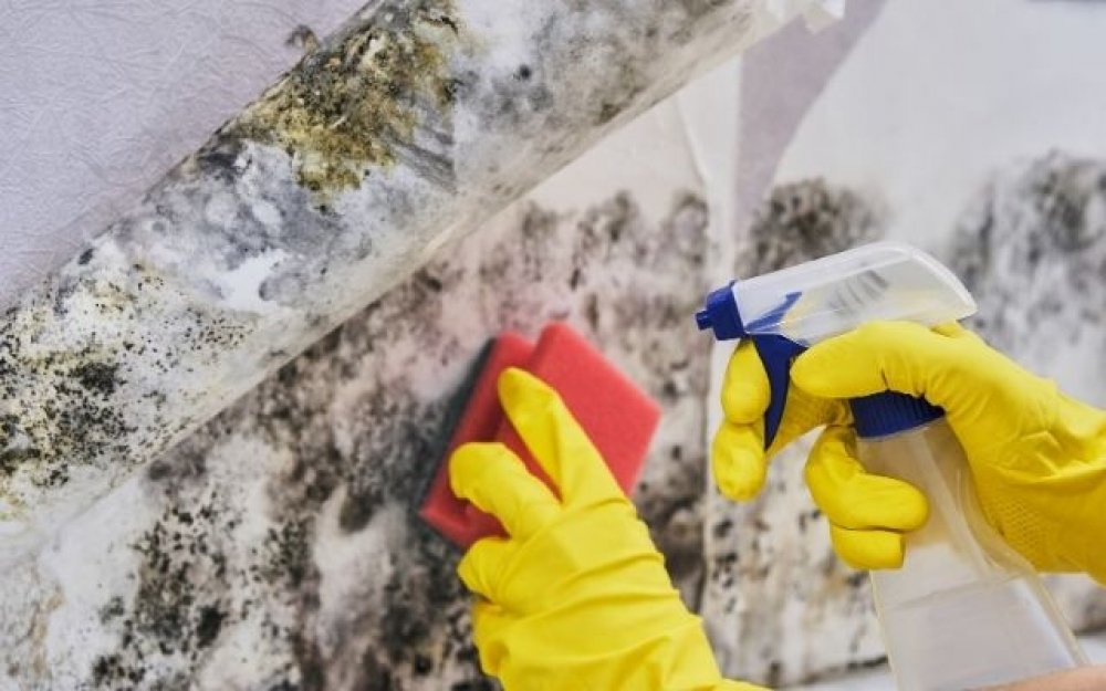 cleaning mold off a wall